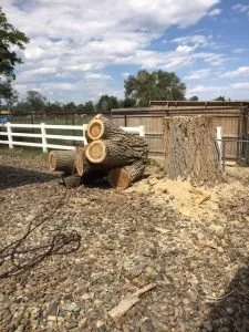 Expert lawn mowing service experts serving Pueblo, CO - Genta Tree And Landscaping