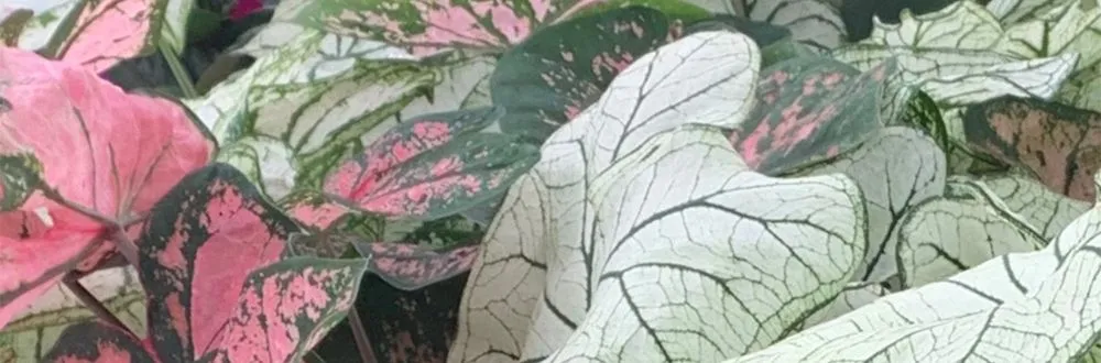 Professional landscaping services in Woodstock, GA by Gentile’s Landscaping