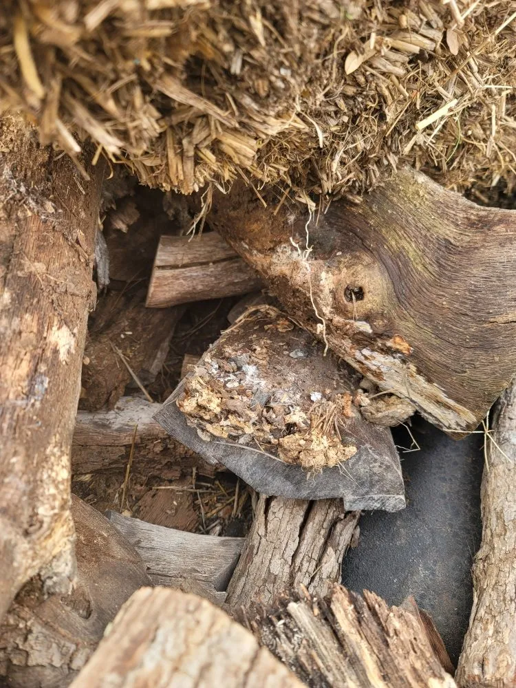 Reliable landscape design near you across San Francisco, CA - Gentle Giant's Gardening and Landscaping Services