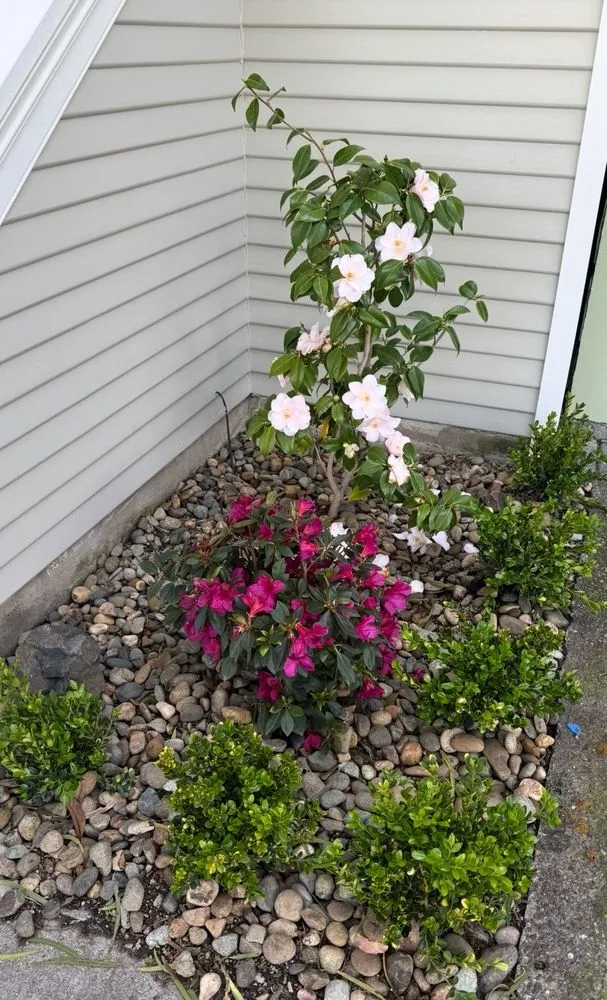 Expert yard cleanup service in San Francisco, CA - Gentle Giant's Gardening and Landscaping Services