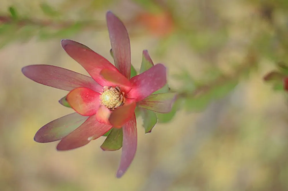 Top-rated yard maintenance experts serving Brea, CA - Gentry Landscape