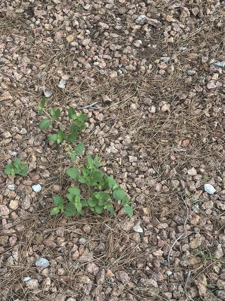 Local yard cleanup service near you across Las Cruces, NM - Geo N Leo's Landscaping