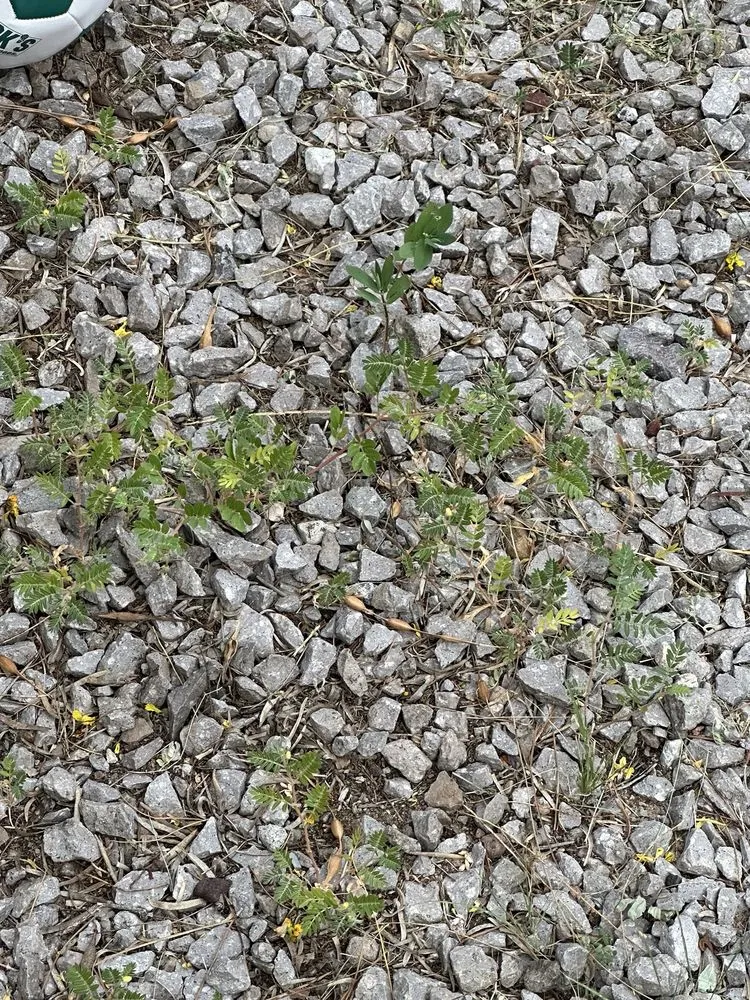 Expert garden landscaping experts serving Las Cruces, NM - Geo N Leo's Landscaping