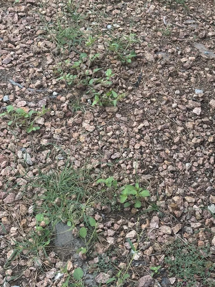 Top-rated lawn mowing service experts serving Las Cruces, NM - Geo N Leo's Landscaping