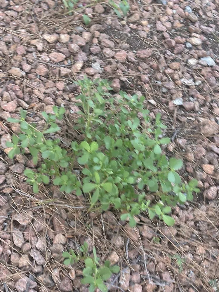 Custom outdoor landscaping in Las Cruces, NM by Geo N Leo's Landscaping