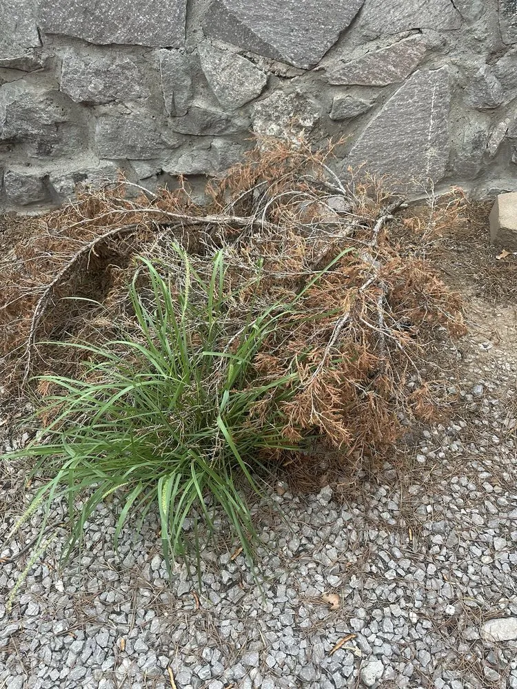 Custom landscape installation in Las Cruces, NM by Geo N Leo's Landscaping