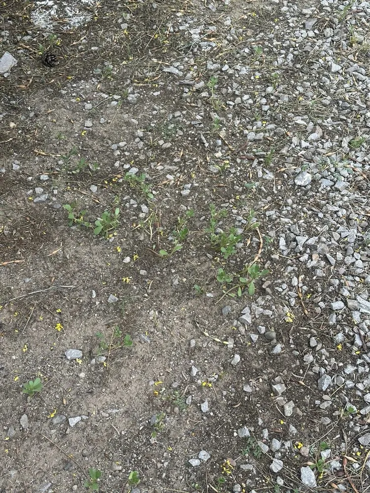 Local landscape design near you across Las Cruces, NM - Geo N Leo's Landscaping