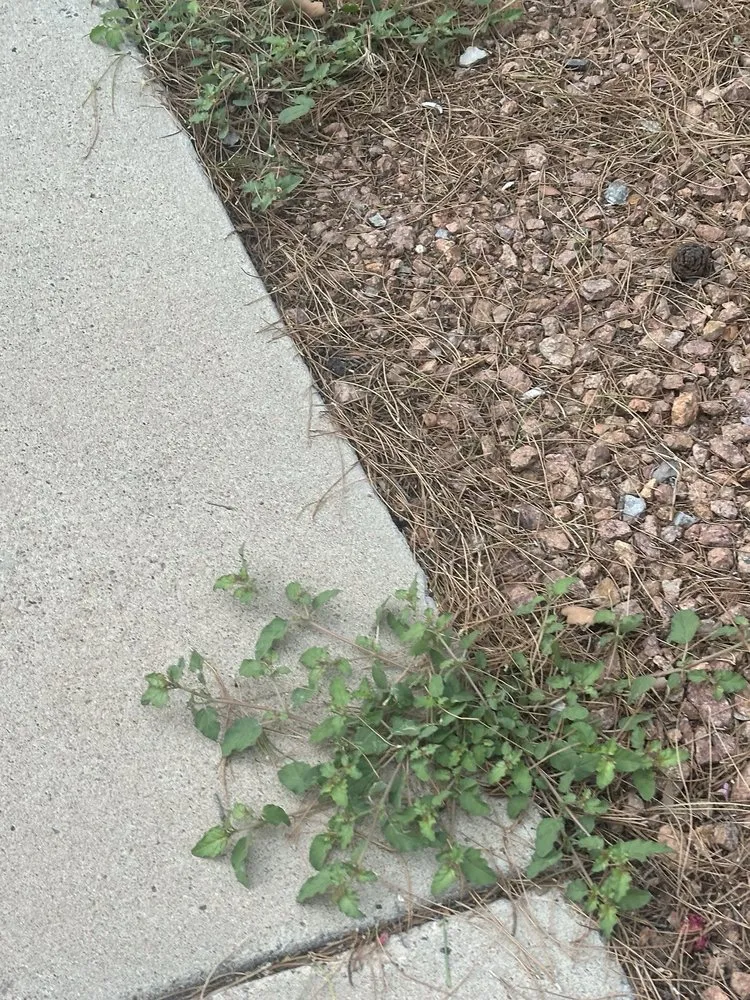 Top-rated landscaping services in Las Cruces, NM by Geo N Leo's Landscaping