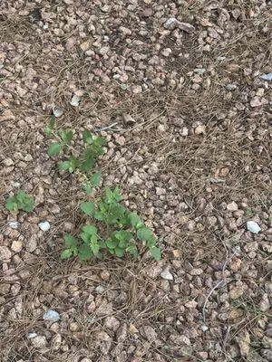 Geo N Leo's Landscaping Logo