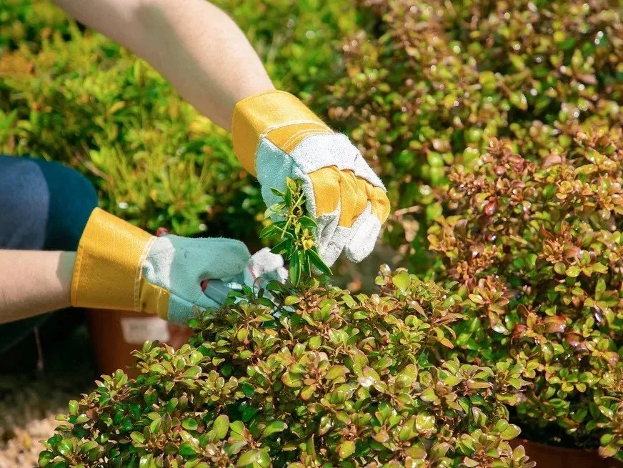 Local landscaping services for residential properties in Minneapolis, MN by Geo Tree Service