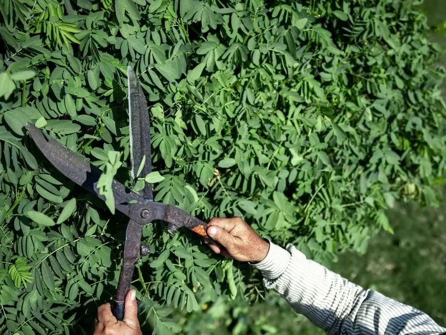 Expert lawn mowing service in Minneapolis, MN by Geo Tree Service