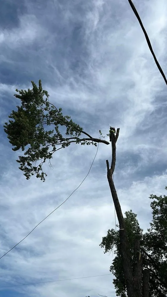 Custom residential landscaping experts serving Minneapolis, MN - Geo Tree Service