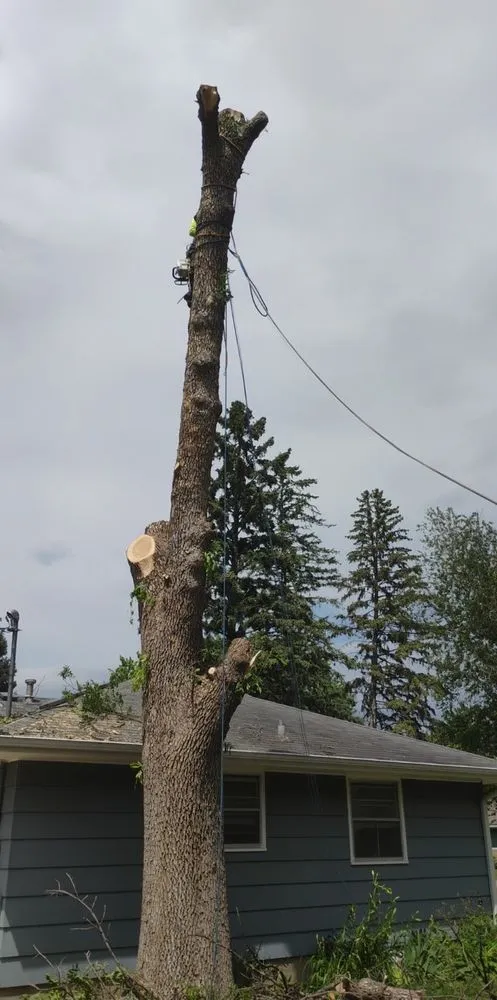 Top-rated yard maintenance in Minneapolis, MN by Geo Tree Service