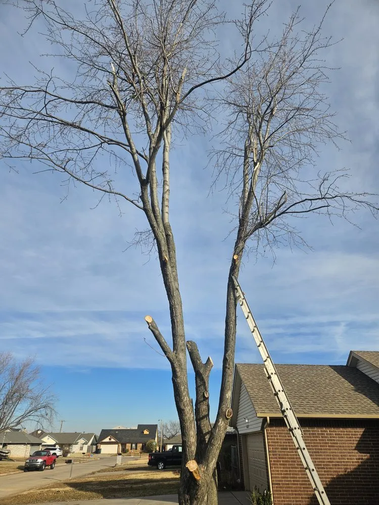 Expert landscape installation in Norman, OK by Geo Trees Service
