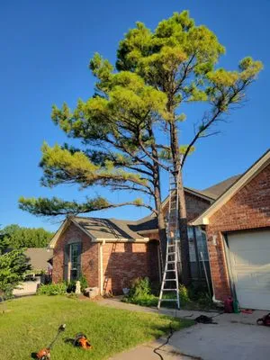 Geo Trees Service Logo