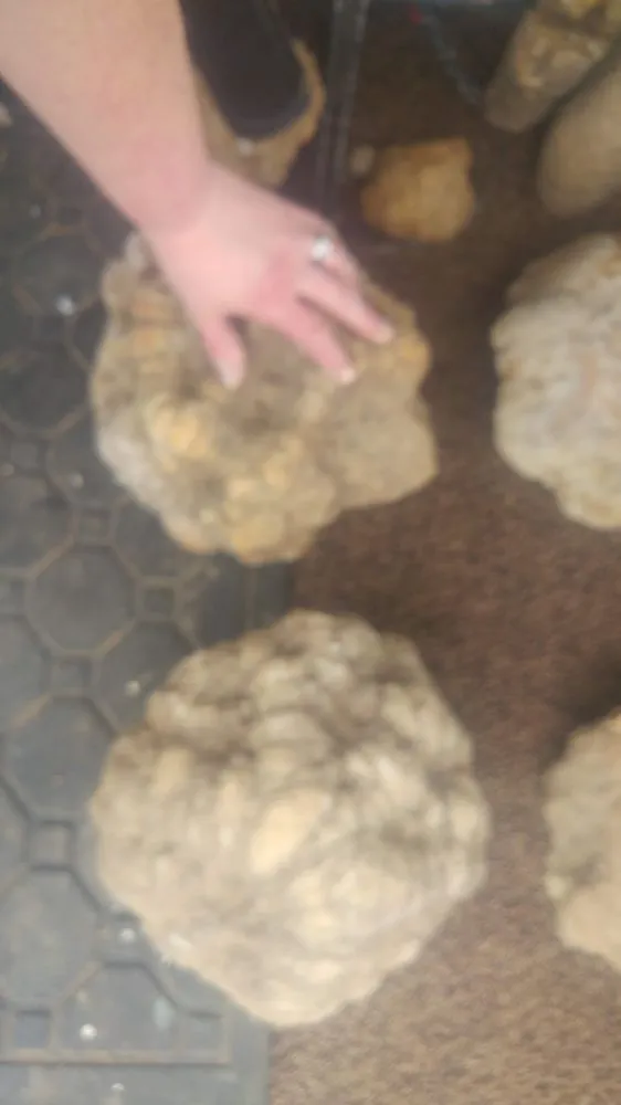 Professional lawn care service for year-round maintenance in Brownstown, IN by Geoeds and Naturals