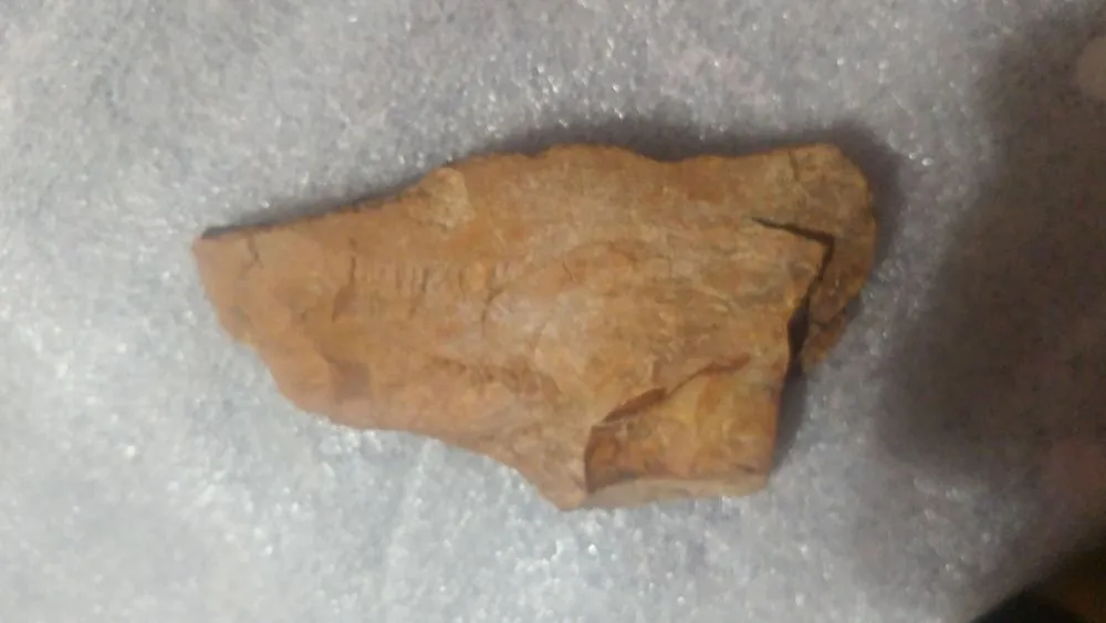 Trusted landscaping services in Brownstown, IN by Geoeds and Naturals