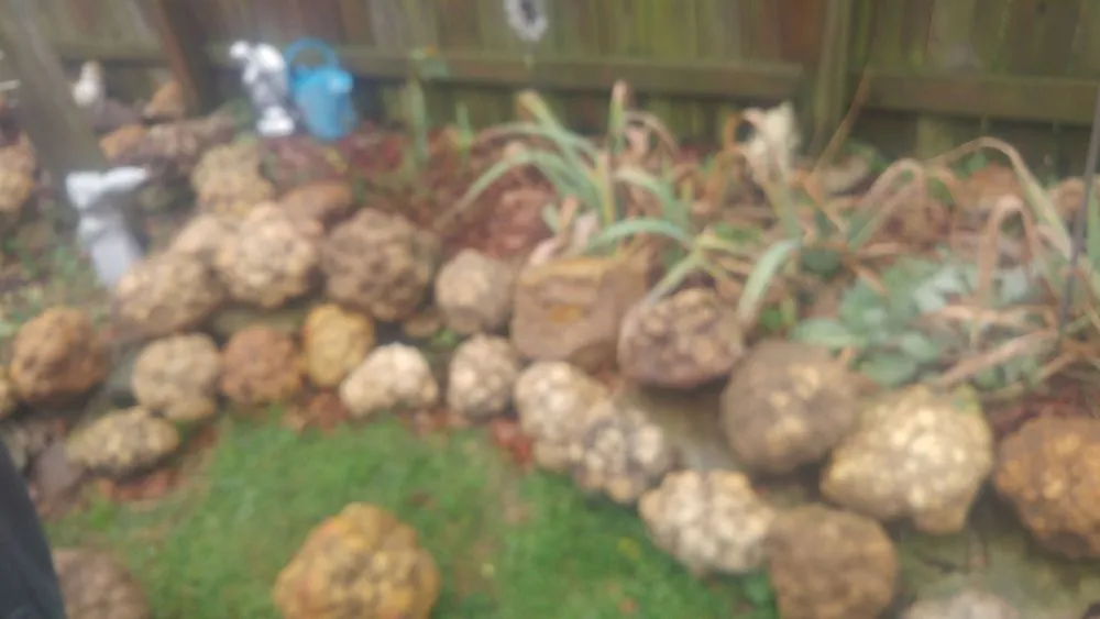 Affordable landscaping services in Brownstown, IN - Geoeds and Naturals