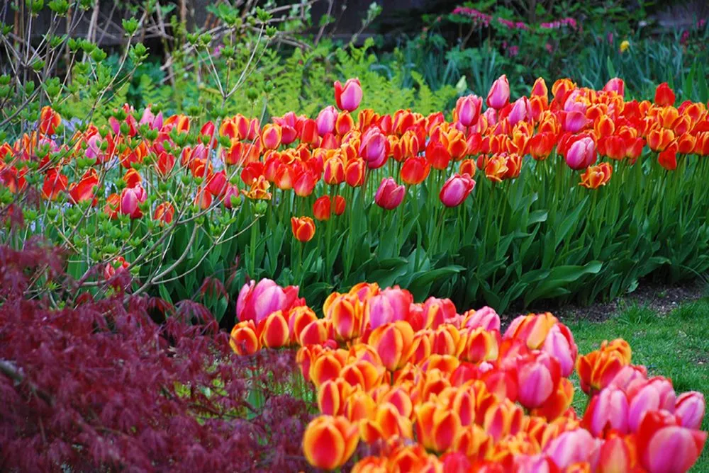 Reliable yard cleanup service for residential properties across East Hampton, NY - Geoffrey Nimmer Landscapes