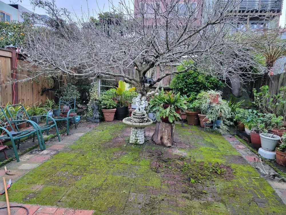 Affordable landscaping services in San Francisco, CA - Geologic Landscapes