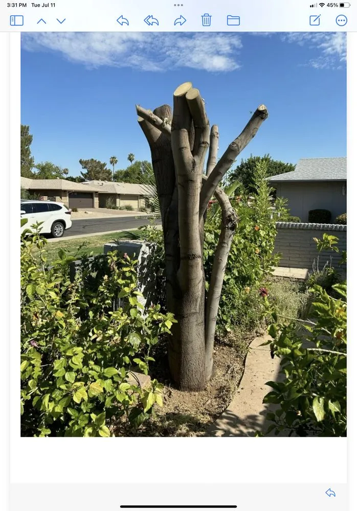 Professional landscape design for residential properties across Glendale, AZ - George & Son's Landscaping