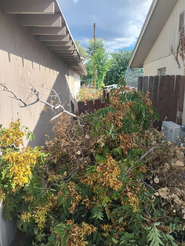 Expert lawn care service experts serving Las Cruces, NM - George Anthony Du Charme