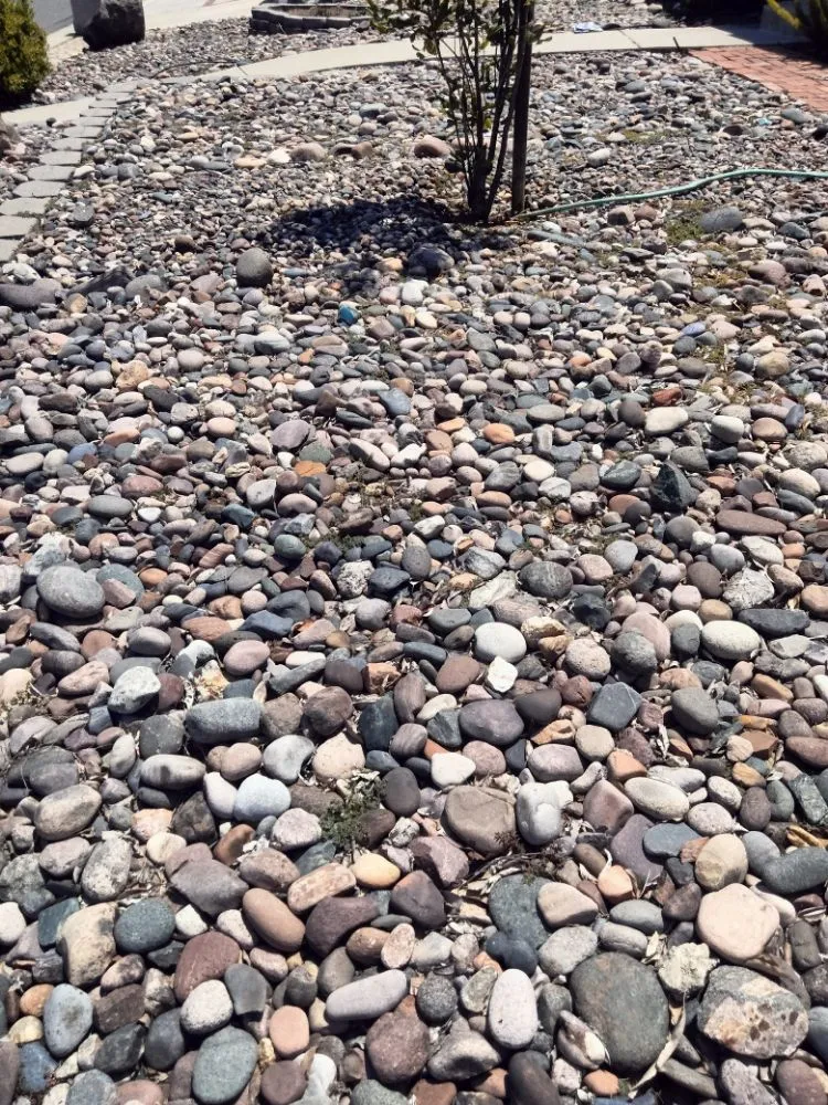 Professional yard maintenance in Menifee, CA - George Clean-Up Services