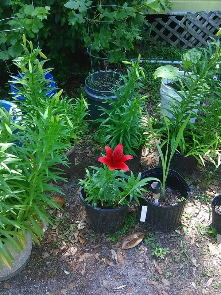 Custom landscape design for outdoor upgrades across Pensacola, FL - George Scott Fencing Lawn & Maintenance Service