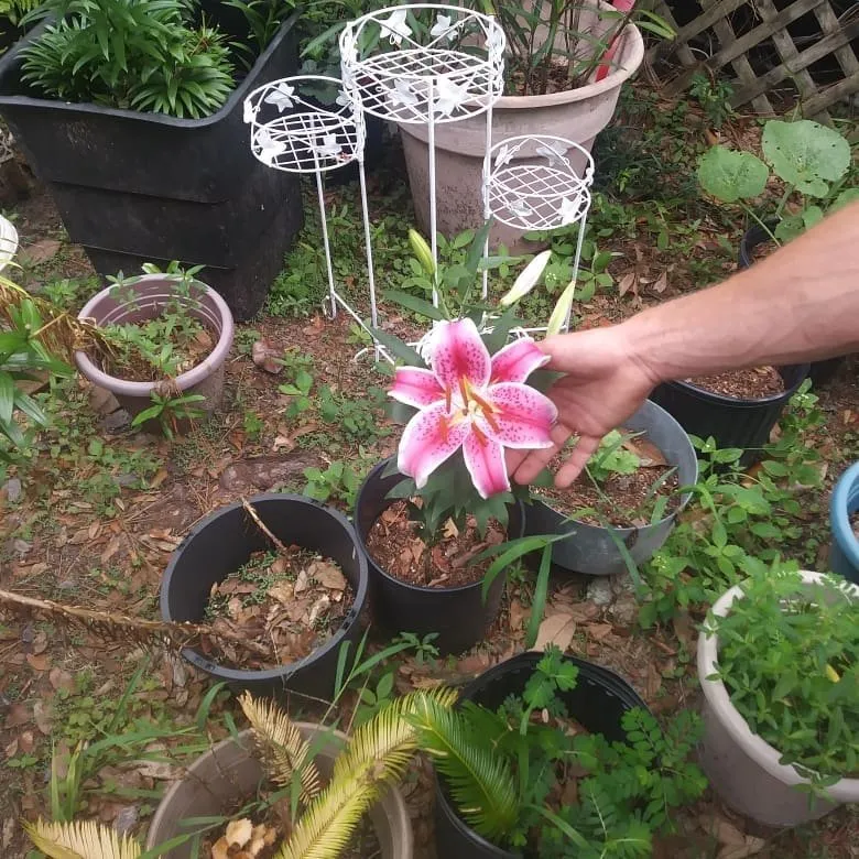 Affordable outdoor landscaping for year-round maintenance across Pensacola, FL - George Scott Fencing Lawn & Maintenance Service