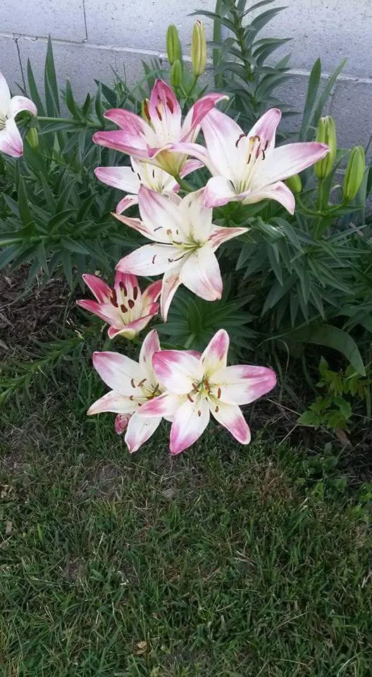 Affordable yard maintenance experts serving Pensacola, FL - George Scott Fencing Lawn & Maintenance Service