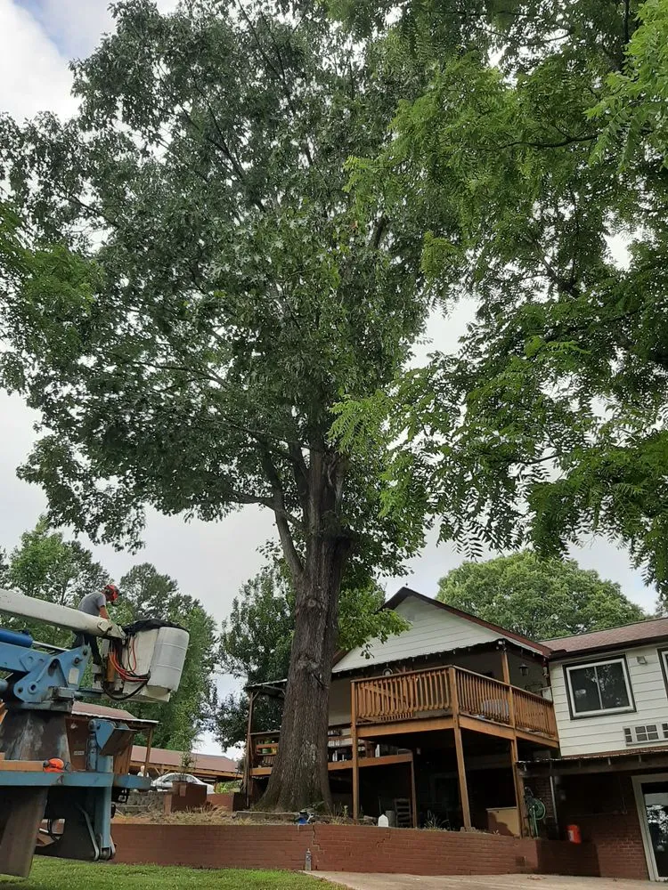 Affordable yard maintenance for beautiful yards in Rockwell, NC by George Stirewalt Tree Service