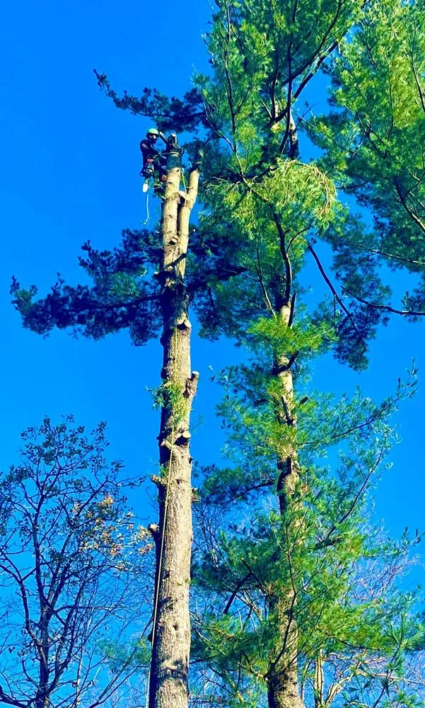 Professional landscape installation for outdoor upgrades in Danbury, CT by George Tree Services