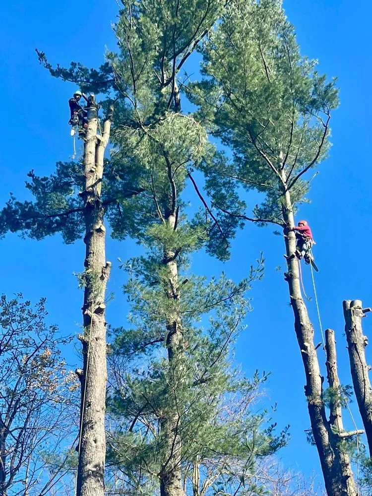 Local lawn mowing service in Danbury, CT by George Tree Services