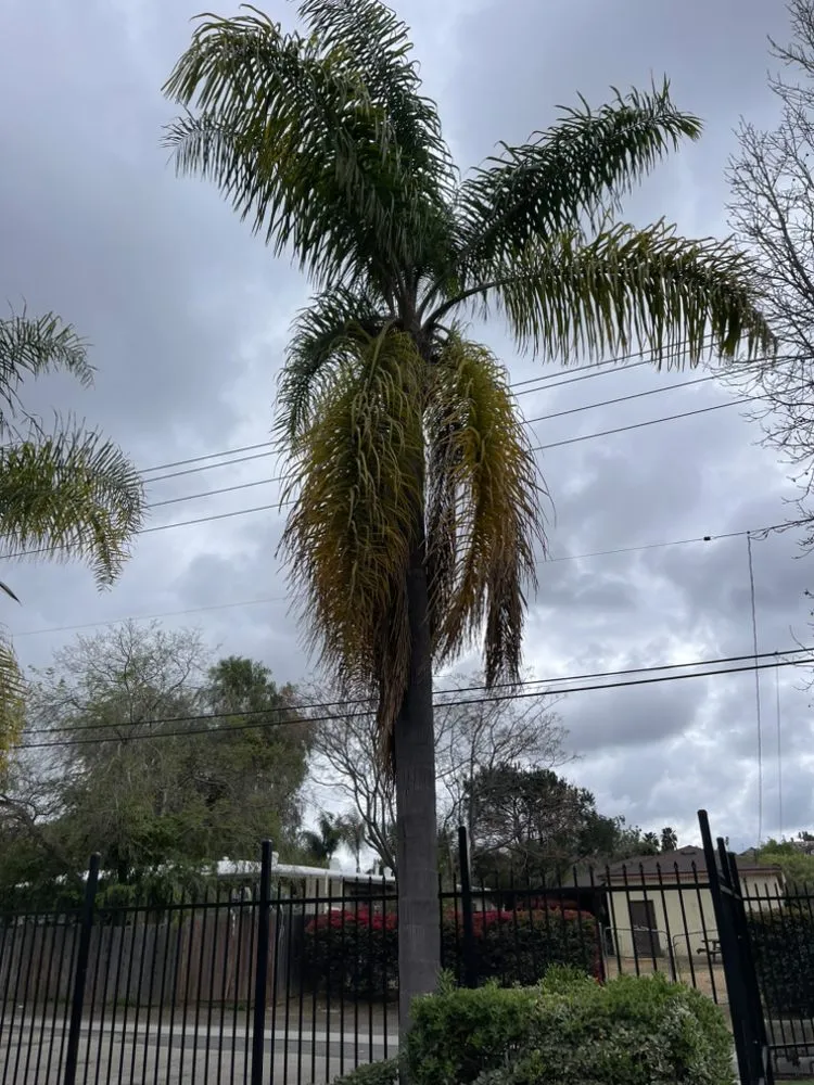 Top-rated yard maintenance in Vista, CA by George’s Landscaping & Maintenance