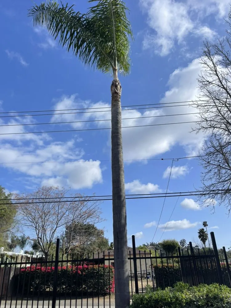 Reliable landscape design for outdoor upgrades in Vista, CA by George’s Landscaping & Maintenance