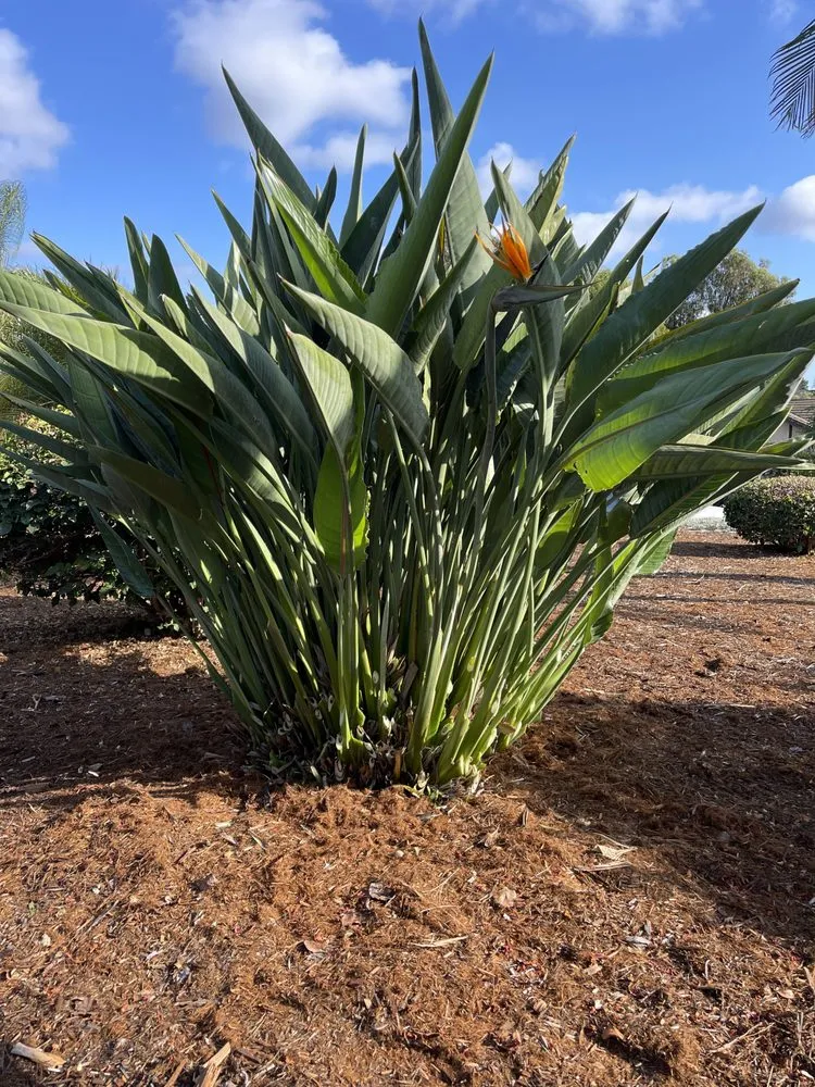 Local landscaping services near you in Vista, CA by George’s Landscaping & Maintenance