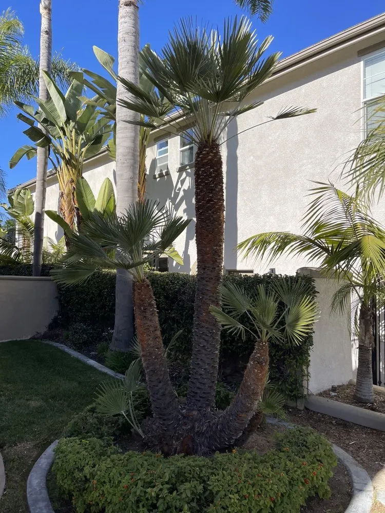 Custom yard cleanup service for homes across Vista, CA - George’s Landscaping & Maintenance