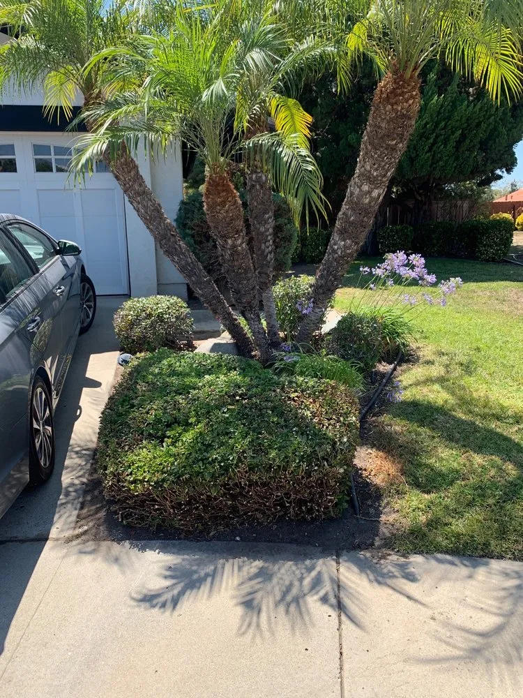 Affordable garden landscaping for residential properties across Vista, CA - George’s Landscaping & Maintenance