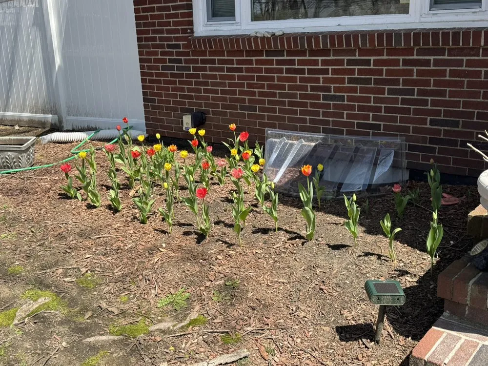 Expert lawn mowing service in Framingham, MA - George’s Lawn Care