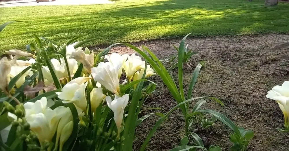 Custom landscaping services in Fresno, CA - George's Lawn Care Services