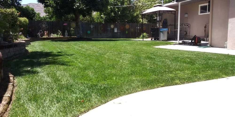 Custom yard cleanup service for year-round maintenance in Fresno, CA by George's Lawn Care Services