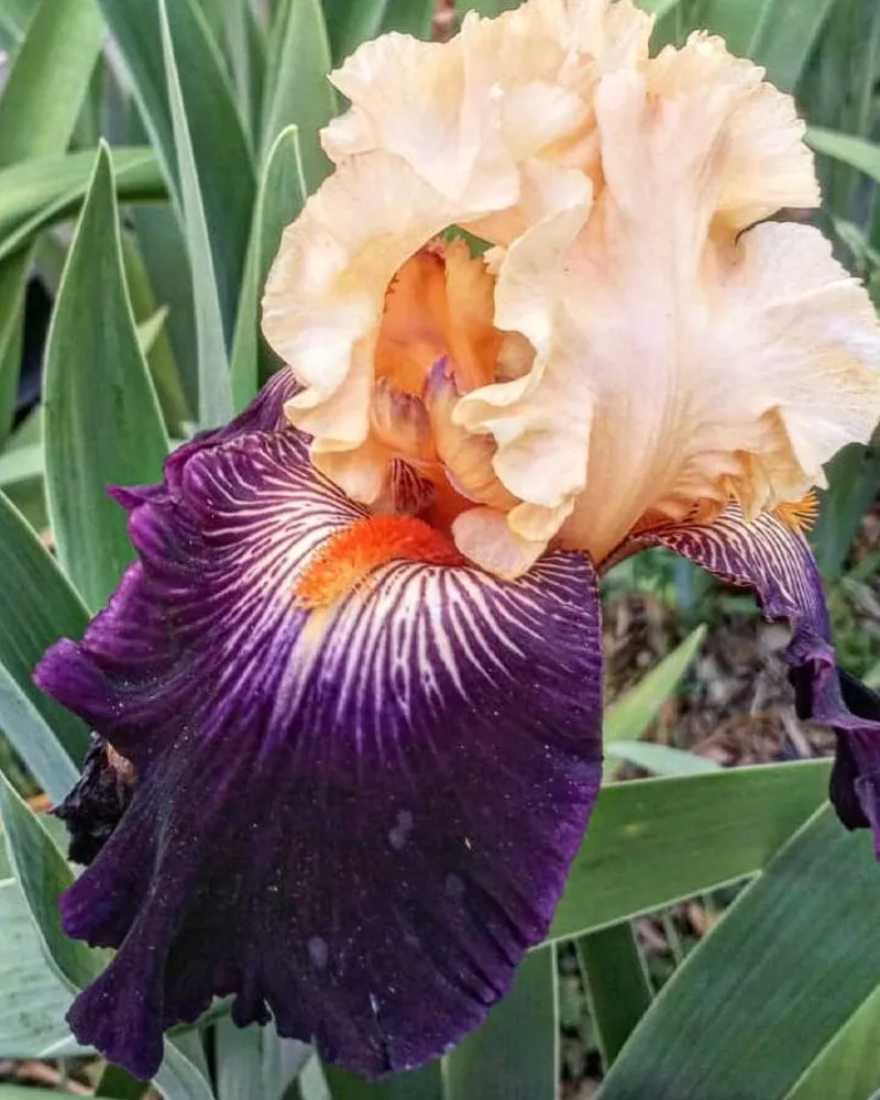 Affordable lawn care service for beautiful yards in Fresno, CA by George's Lawn Care Services