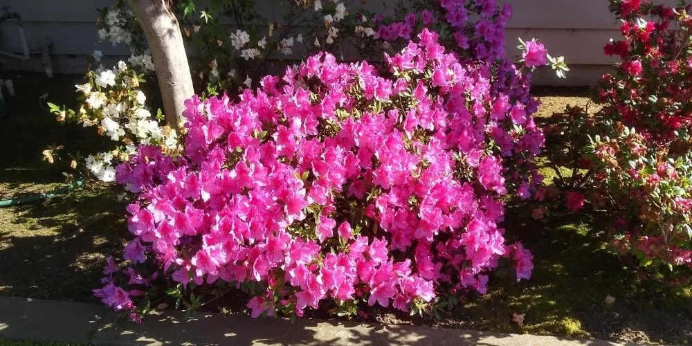 Local outdoor landscaping for outdoor upgrades across Fresno, CA - George's Lawn Care Services