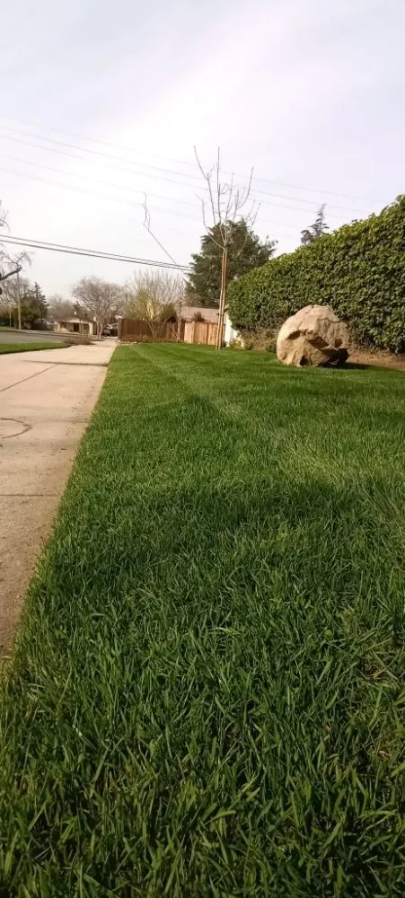 Reliable lawn care service in Fresno, CA by George's Lawn Care Services