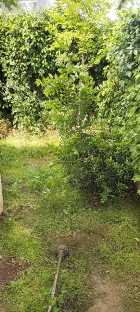 Affordable landscape design for outdoor upgrades across Fresno, CA - George's Lawn Care Services