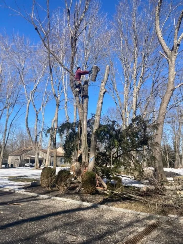 Professional yard cleanup service in Port Washington, NY by George’s Tree and Landscaping Services