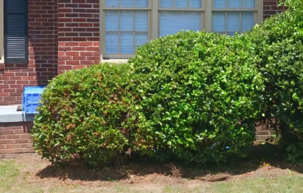 Custom yard maintenance with custom design across Lugoff, SC - George's Woodworks and Lawn Maintenance