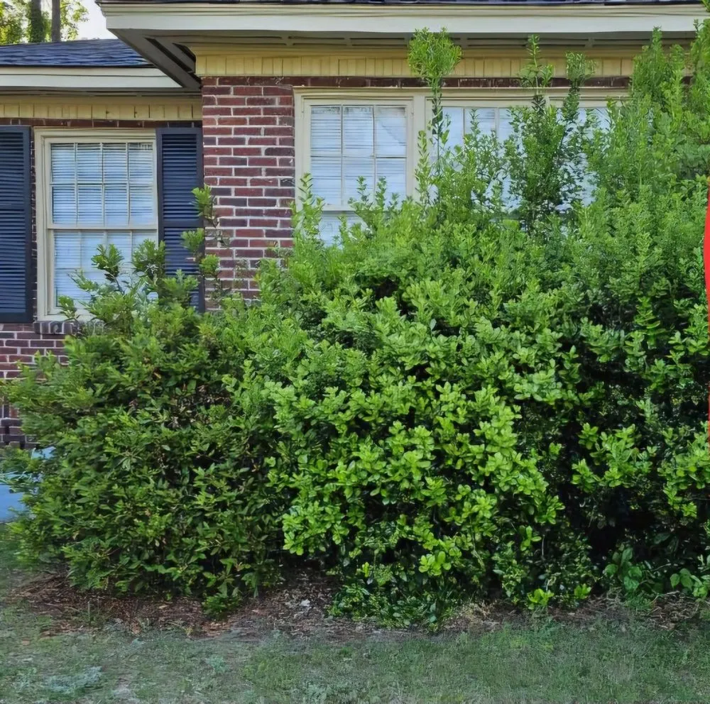 Professional lawn care service experts serving Lugoff, SC - George's Woodworks and Lawn Maintenance