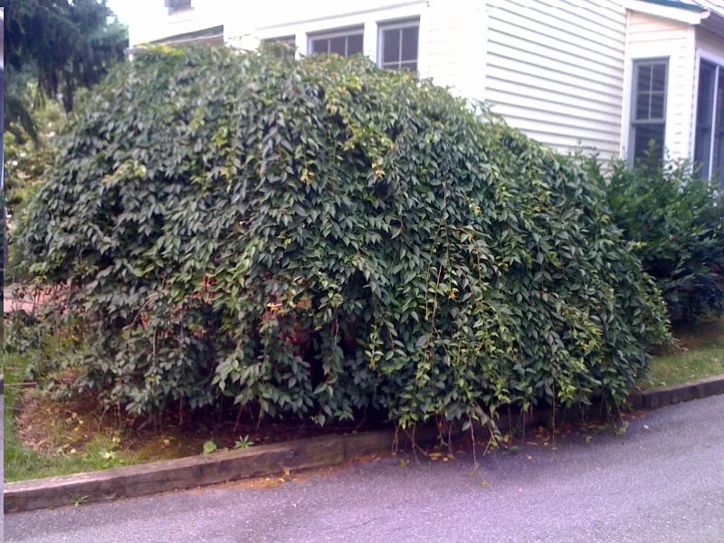 Top-rated landscape installation for outdoor upgrades across Fairfax, VA - Georgetown Fine Pruning and Tree Care