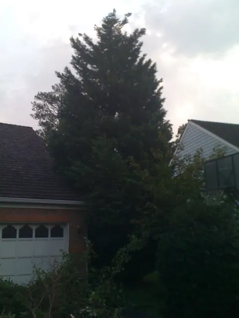 Affordable outdoor landscaping in Fairfax, VA - Georgetown Fine Pruning and Tree Care